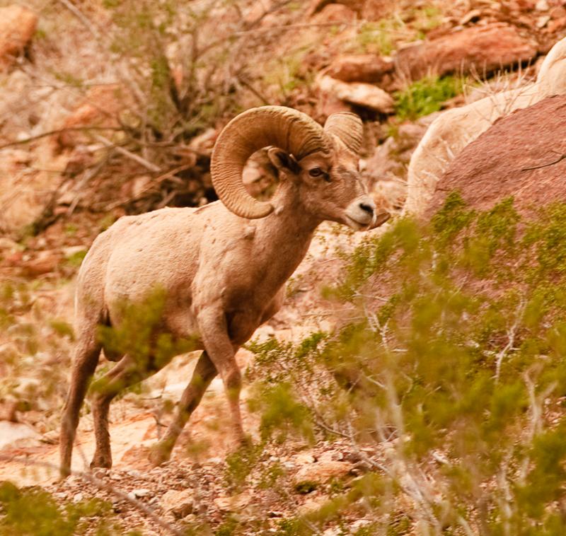 Desert Bighorn Sheep-6027 - UNTITLED ©2010 Dan Stevenson